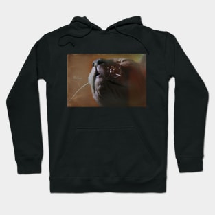 sphinx Hoodie